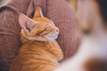 Stray Cat in Dahab, a diving resort in the Red Sea, Sinai Peninsula, Egyptの写真素材