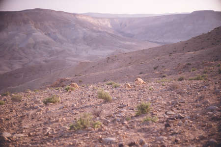 Majestic natural scenery of Sde Boker, a kibbutz city in the Negev Desert in southern Israel.の写真素材