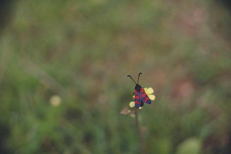 Israel Flowers and insects in a tranquil park in Rosh Pinah, a city with a historic lodging base for sightseeing in the Galleria region of Mount Canaan.の写真素材