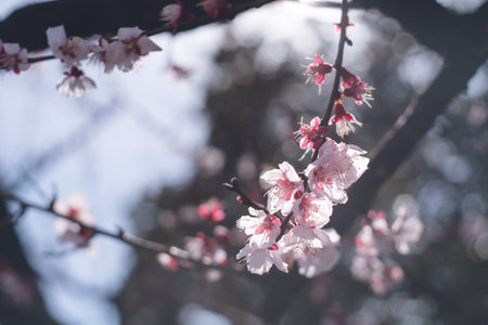 Plum blossoms in the outer garden of Bairinji Temple, a training center for famous ume (Japanese...