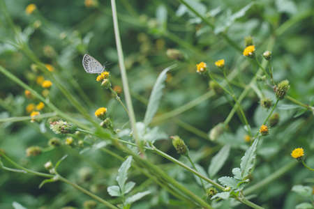 Ceramic-themed sightseeing model course in Tokoname City, Aichi Prefecture - Scenery of pottery walkway and white-bellied butterflyの写真素材