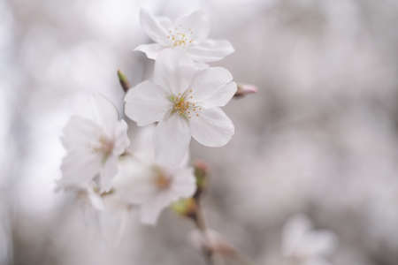 Someiyoshino cherry blossoms in full bloom, Kurume City, Fukuoka Prefecture, Kyushu, Japan, spring cherry blossom viewing spot.の写真素材