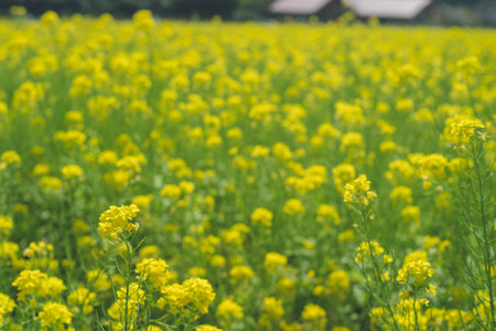A picnic in a field of yellow rape blossoms A spectacular view of spring in a park in Kagoshima.