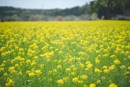 A picnic in a field of yellow rape blossoms A spectacular view of spring in a park in Kagoshima.の写真素材
