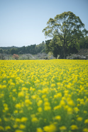 A picnic in a field of yellow rape blossoms A spectacular view of spring in a park in Kagoshima.の写真素材