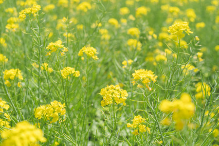 A picnic in a field of yellow rape blossoms A spectacular view of spring in a park in Kagoshima.