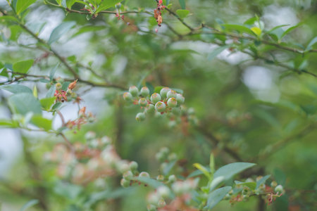 Green fruits of blueberries beginning to ripen