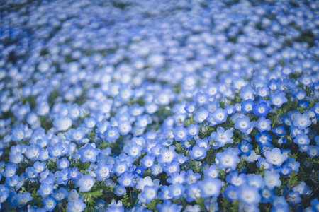 Nemophila in full bloom, a sea of blue flowers - Fukuoka Uminonakamichi Seaside Park in spring Aprilの写真素材