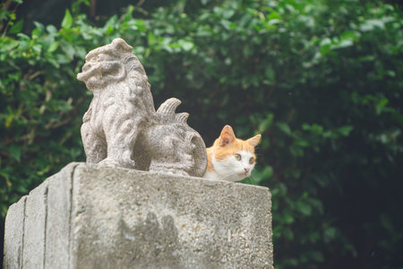 Pictures of cute stray cats that live on the remote cat island of Ogamijima, Miyakojima, Okinawa.