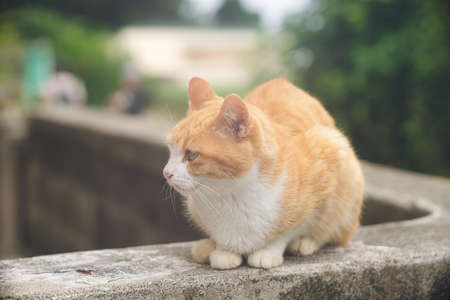 Pictures of cute stray cats that live on the remote cat island of Ogamijima, Miyakojima, Okinawa.の写真素材