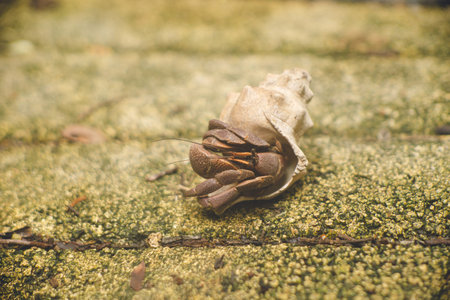 A large hermit crab living on land on Ookamijima, a remote island of God on Miyakojima, Okinawa...