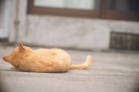 Pictures of cute stray cats that live on the remote cat island of Ogamijima, Miyakojima, Okinawa.の写真素材