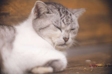 Pictures of relaxed stray cats living on the remote island of Miyakojima, Okinawa, Japan.の写真素材