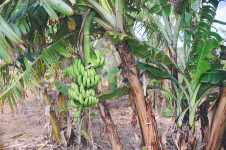 Bananas in a tropical plantation Miyako Island, a remote island in Okinawa Prefectureの写真素材