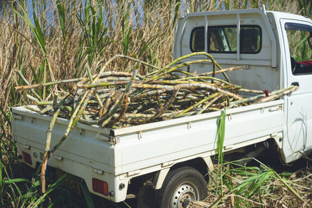 Tropical sugarcane plantation millet cutting and harvesting Miyako Island, a remote island in Okinawa Prefectureの写真素材