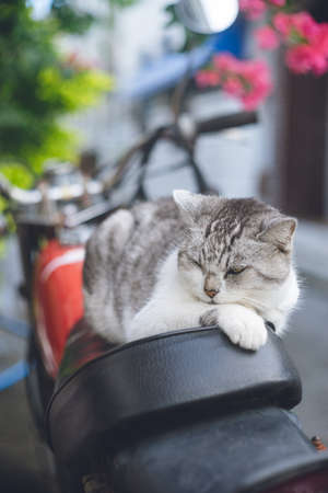 Pictures of relaxed stray cats living on the remote island of Miyakojima, Okinawa, Japan.の写真素材