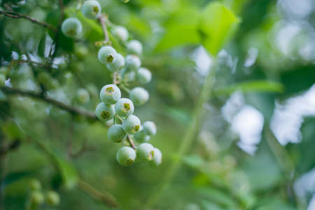 Blueberries from the family vegetable garden beginning to bear fruit in early summer.の写真素材