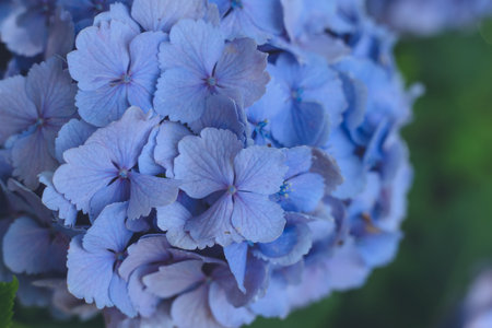 Beautiful hydrangea that begins to bloom during the rainy season Hydrangea flowers