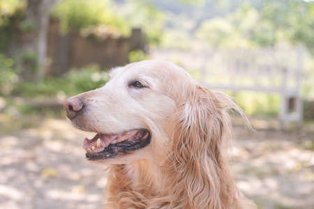 Pet cute large breed golden retriever, hair color light cream, old dog, 11 years old, female.の写真素材