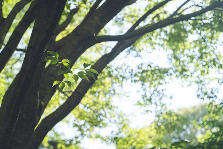 Image of fresh greenery and sunlight filtering through trees in early summerの写真素材