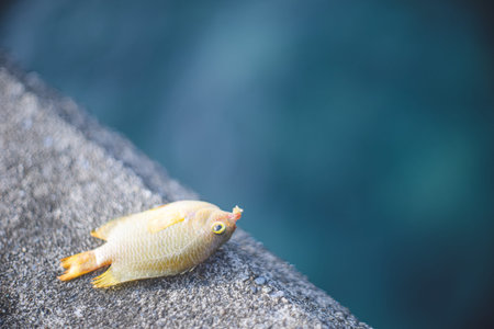 Beautiful colors of tropical sea and dead fish Fishing port in Miyako Island, Okinawaの写真素材