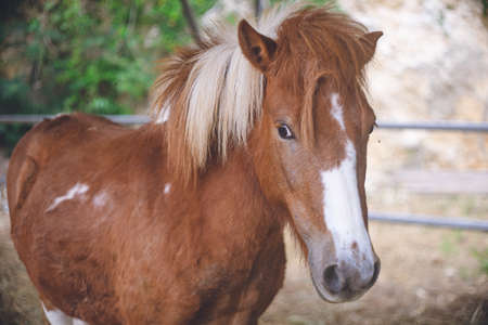 Cute brown-haired pony with white nose and legs Japanese farmの写真素材