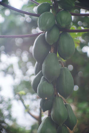 Lots of green papaya trees JapanOkinawa PrefectureMiyakojima Island, Japanの写真素材