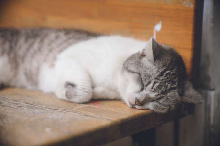 Pictures of relaxed stray cats living on the remote island of Miyakojima, Okinawa, Japan.の写真素材