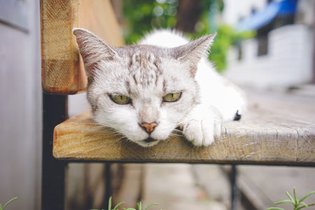 Pictures of relaxed stray cats living on the remote island of Miyakojima, Okinawa, Japan.の写真素材