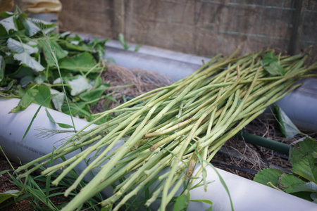 Ingredients for Miyako Johu made using traditional methods Fiber is taken from ramie, a plant native...
