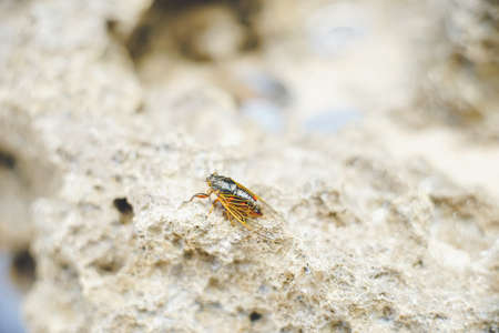 Mogannia minuta, the smallest of the cicadas distributed in Japan, inhabiting the remote island of Miyakojima in Okinawa Prefectureの写真素材