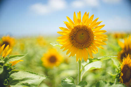 Photo of a field of yellow sunflowers on Miyako Island, a remote island in Okinawa, Japan.の写真素材