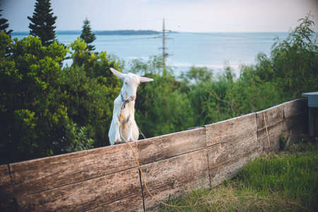 Sightseeing spots on the remote island of Miyakojima in Okinawa, Japan Close-up of one young goatの写真素材