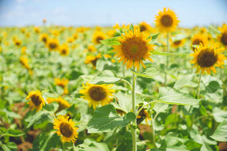 Photo of a field of yellow sunflowers on Miyako Island, a remote island in Okinawa, Japan.の写真素材