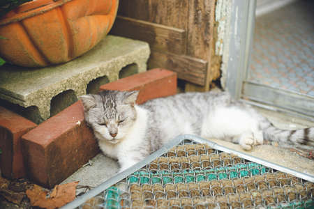 Pictures of relaxed stray cats living on the remote island of Miyakojima, Okinawa, Japan.の写真素材