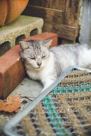 Pictures of relaxed stray cats living on the remote island of Miyakojima, Okinawa, Japan.の写真素材