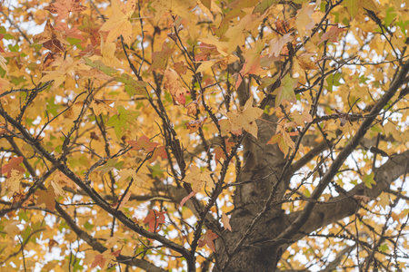 Yellow autumn foliage Maple garden treeの写真素材