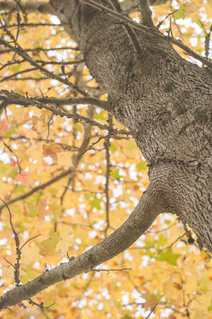 Yellow autumn foliage Maple garden treeの写真素材