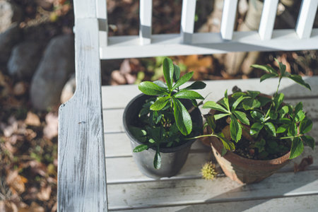 Houseplant pots on a white wooden bench in an autumn gardenの写真素材