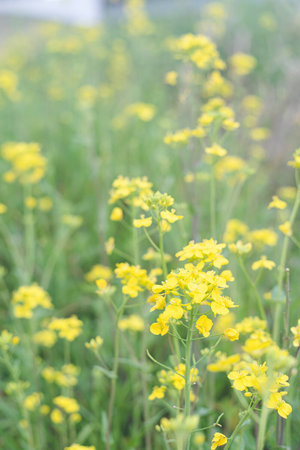 Field of rape blossoms on the banks of the Chikugo River in Kurume City, Fukuoka Prefecture, Kyushu Region, Japanの素材 [FY310197548294]