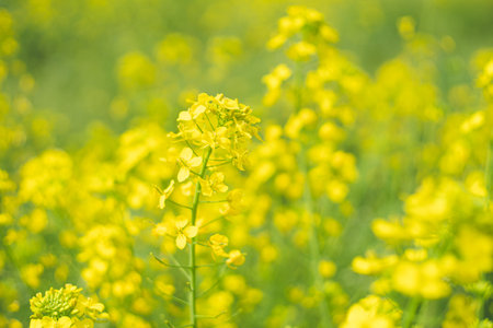 Field of rape blossoms on the banks of the Chikugo River in Kurume City, Fukuoka Prefecture, Kyushu Region, Japanの写真素材