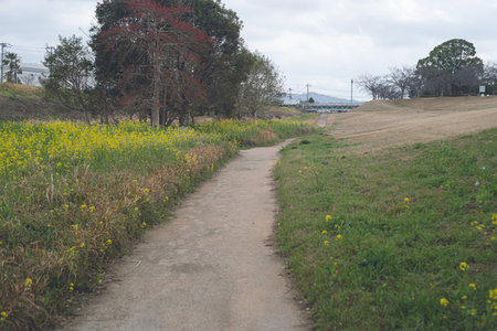 Field of rape blossoms on the banks of the Chikugo River in Kurume City, Fukuoka Prefecture, Kyushu Region, Japanの写真素材