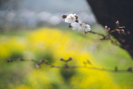 Spring cherry blossom viewing spot with Someiyoshino cherry blossoms and rape blossoms Ukiha, Fukuoka, Kyushu, Japan Row of cherry trees along the riverの写真素材