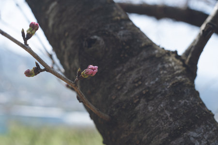 Someiyoshino cherry blossoms at the beginning of bloom Spring cherry blossom viewing spot Ukiha, Fukuoka Prefecture, Kyushu Row of cherry trees along the riverの写真素材