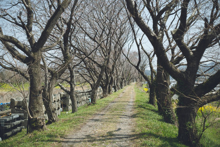 Someiyoshino cherry blossoms at the beginning of bloom Spring cherry blossom viewing spot Ukiha, Fukuoka Prefecture, Kyushu Row of cherry trees along the riverの写真素材