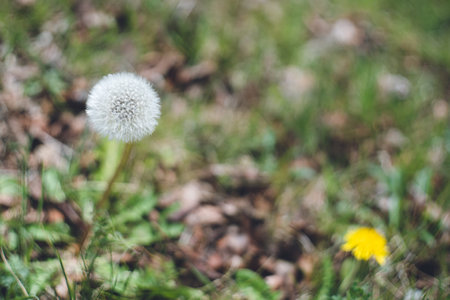 Yellow flowers and fluff of dandelion on the groundの写真素材
