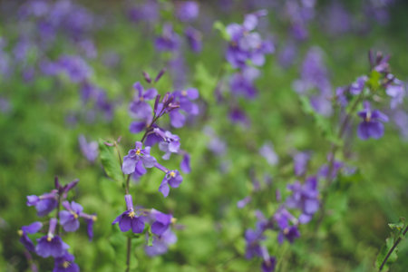Purple Flower Radish A field of Murasaki Hanana flowers in full bloomの写真素材