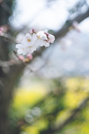 Spring cherry blossom viewing spot with Someiyoshino cherry blossoms and rape blossoms Ukiha, Fukuoka, Kyushu, Japan Row of cherry trees along the riverの写真素材