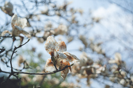 Flowers of a magnolia garden tree that has passed its full bloom and begun to turn brown and wither.の写真素材