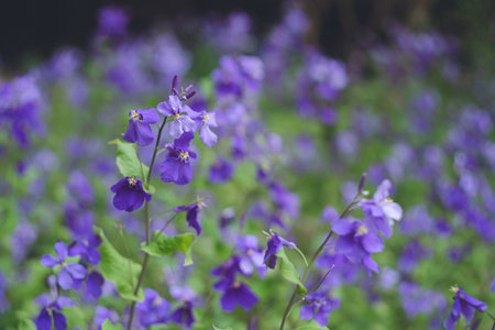 Purple Flower Radish A field of Murasaki Hanana flowers in full bloomの写真素材